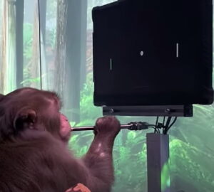 Neuralink - Macaco Joga Ping Pong Telepáticamente