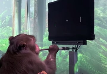 Neuralink - Macaco Joga Ping Pong Telepáticamente